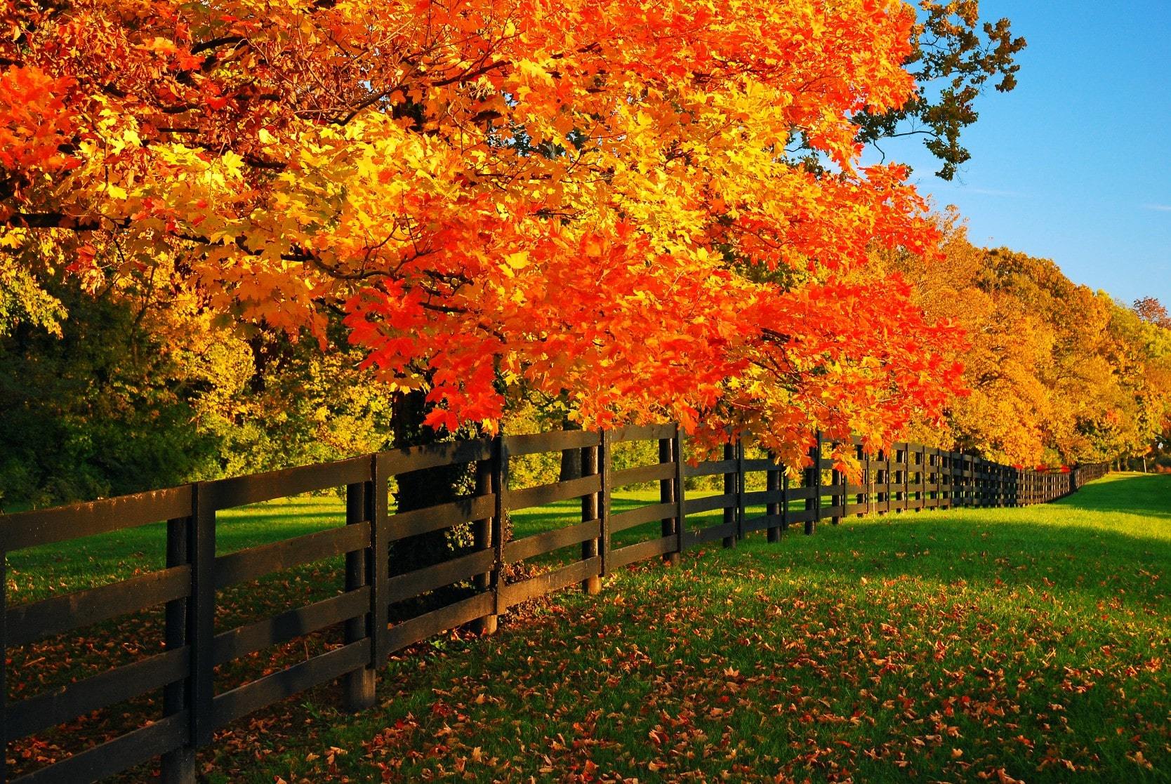 Beautiful red leaves on a tree next to a gate on a Kentucky farm